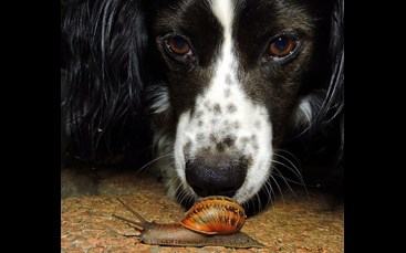 Hund snuser til snegl