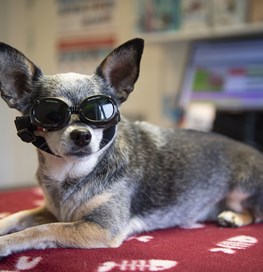 Hund med briller til laserterapi
